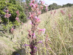 Syncolostemon
