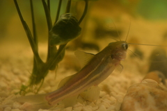 Striped Catfish photo 2
