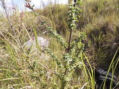Syncolostemon