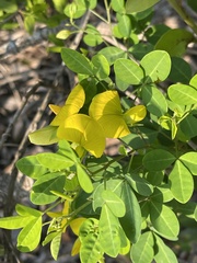 Crotalaria natalensis