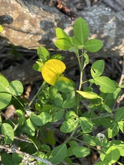 Crotalaria natalensis