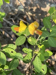 Crotalaria natalensis