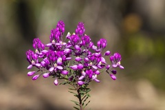 Comesperma ericinum