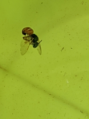 Agapostemon melliventris