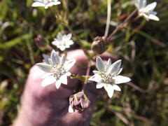 Alepidea peduncularis