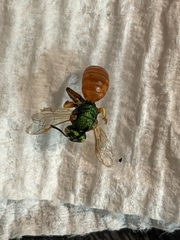 Agapostemon melliventris