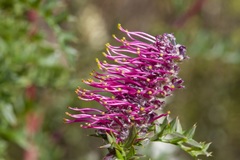 Grevillea acanthifolia