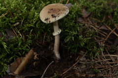 Fungi