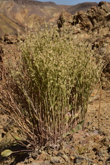 Eriogonum rupinum