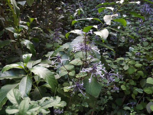 Plectranthus ambiguus, photograph 6