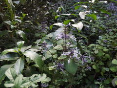 Plectranthus ambiguus