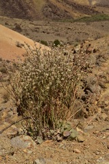 Eriogonum rupinum