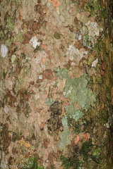 Maytenus undata