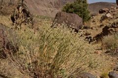 Eriogonum rupinum