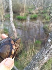 Kinosternon subrubrum subrubrum