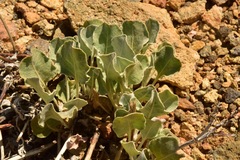 Eriogonum rupinum