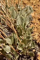 Eriogonum rupinum