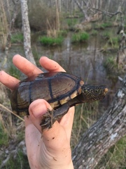 Kinosternon subrubrum subrubrum