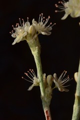 Eriogonum rupinum