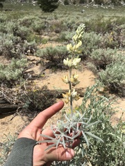 Lupinus padre-crowleyi