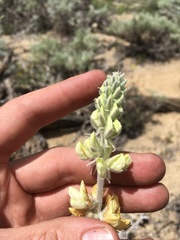 Lupinus padre-crowleyi