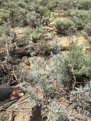 Lupinus padre-crowleyi