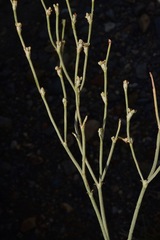 Eriogonum rupinum