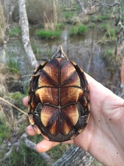 Kinosternon subrubrum subrubrum