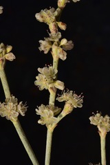 Eriogonum rupinum