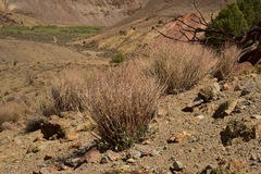 Eriogonum rupinum