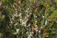 Hakea laevipes
