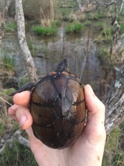 Kinosternon subrubrum subrubrum