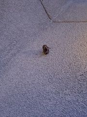 Megatibicen dealbatus
