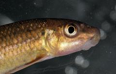 African Carp photo 4