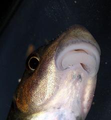 African Carp photo 3