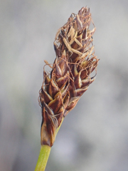 Carex lachenalii