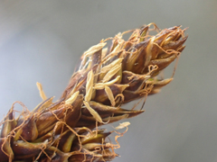 Carex lachenalii