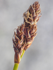 Carex lachenalii