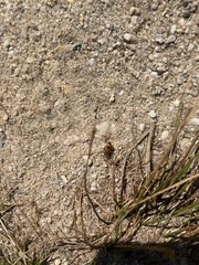 Pseudomethoca sanbornii