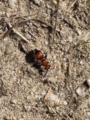 Pseudomethoca sanbornii
