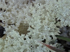 Pulchrocladia ferdinandii