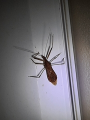 Rocconota annulicornis