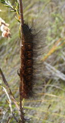 Lasiocampoidea