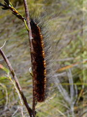 Lasiocampoidea