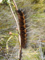Lasiocampoidea