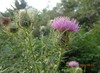 Field Thistle - Photo (c) Elizabeth Byers, some rights reserved (CC BY-NC), uploaded by Elizabeth Byers