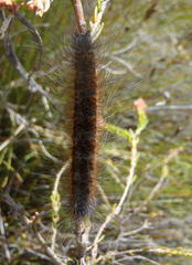 Lasiocampoidea