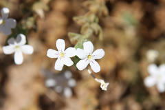 Jamesbrittenia maxii