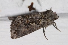 Syngrapha octoscripta