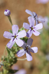 Jamesbrittenia maxii